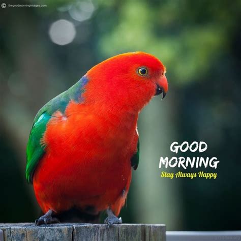 20 Beautiful Good Morning With Parrot Good Morning Wishes