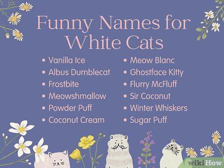 funny cat names   furry friend