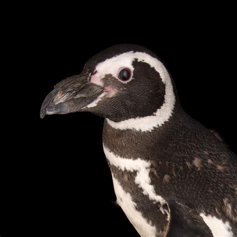 Magellanic penguin, facts and photos