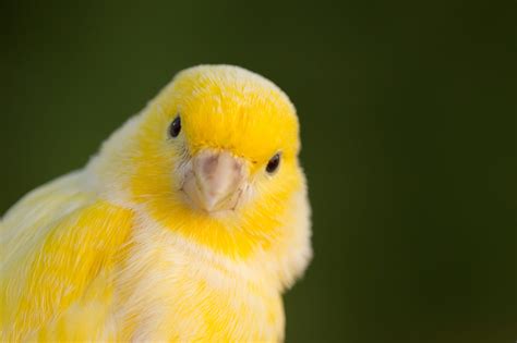 yellow canary