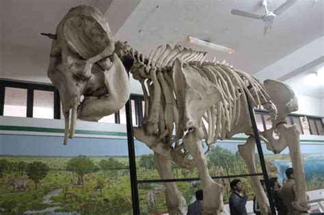 Pakistan Museum Of Natural History