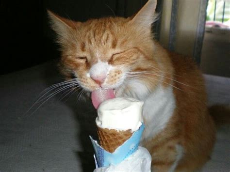 Eating ice cream .. | Silly cats pictures, Pretty cats, Silly cats