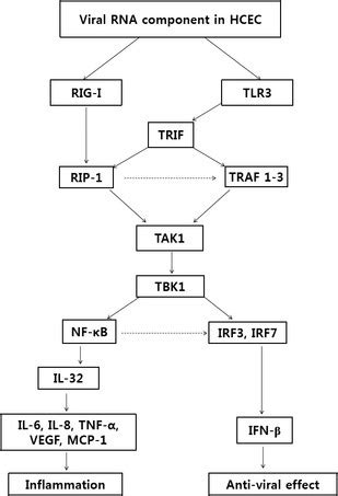 TLR3/TRIF mainly regulates IL-32-mediated pro-inflammatory cytokine and ...