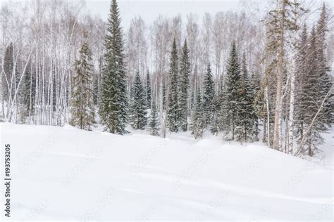 Winter forest, taiga. Forest in winter in Siberia. Taiga pines in the winter. Trees under the ...