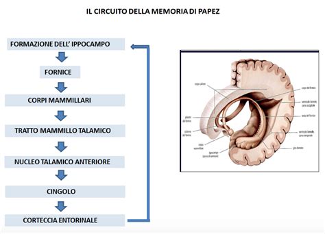 Il Percorso Diagnostico Integrato In Neuropsicologia Clinica Analisi