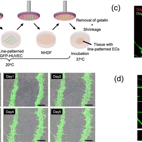 Engineered Tissues With Line Patterned Ecs A Schematic Illustration