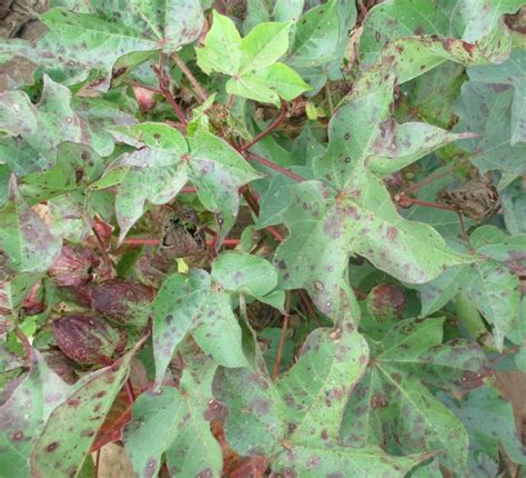 Cotton Foliar Symptoms In Western Texas Driven By Weather Not Disease Texas Row Crops Newsletter