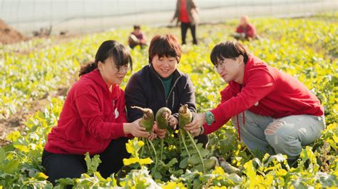 进村读研自找苦吃 中农大学子助力村庄三年增收五倍 澎湃号媒体 澎湃新闻 The Paper