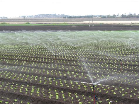 Review Of Current Vegetable Irrigation Technologies Ausveg