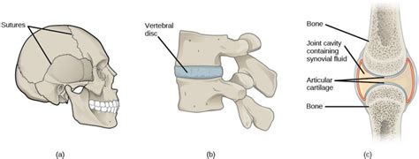 Types Of Cartilaginous Joints