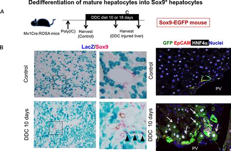Sapporo Medical University School of Medicine Research Institute for ...