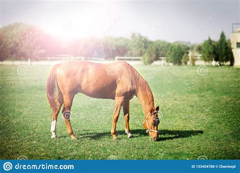 Cavalo Que Pasta No Pasto Foto De Stock Imagem De Terra