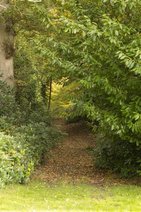 Woodland Walk Stock Image Image Of Fall Arching Path 61469585