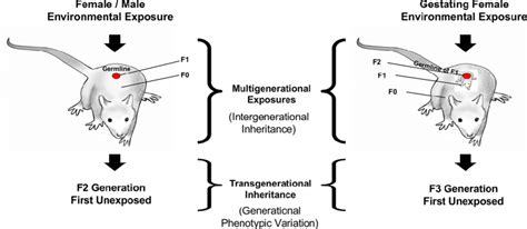 Environmentally Induced Transgenerational Epigenetic Inheritance