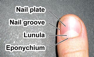 Fingernails | Function, Parts & Structure - Video & Lesson Transcript ...