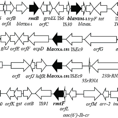 The Genetic Environments Surrounding Bla NDM 5 And RmtB A Bla