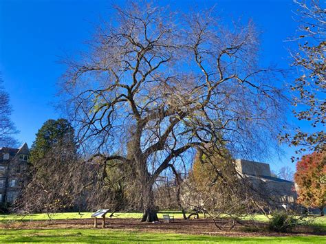 The Ultimate Guide To Haverford College Arboretum Verdant Adventures