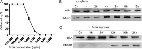 Cells Lines Murine Colon Adenocarcinoma Cell Line Ct26 ATCC Bioz