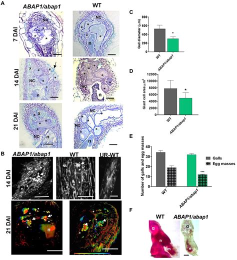 Frontiers | The Armadillo BTB Protein ABAP1 Is a Crucial Player in DNA