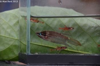 Trichopsis Vittata Croaking Gourami Trichopus Striatus Trichopsis