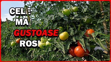 Bicarbonatul De Sodiu Alternativa Natural La Pesticidele Chimice