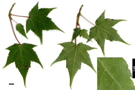 JDL: Acer pectinatum subsp. maximowiczii 2. | Henriette's Herbal Homepage