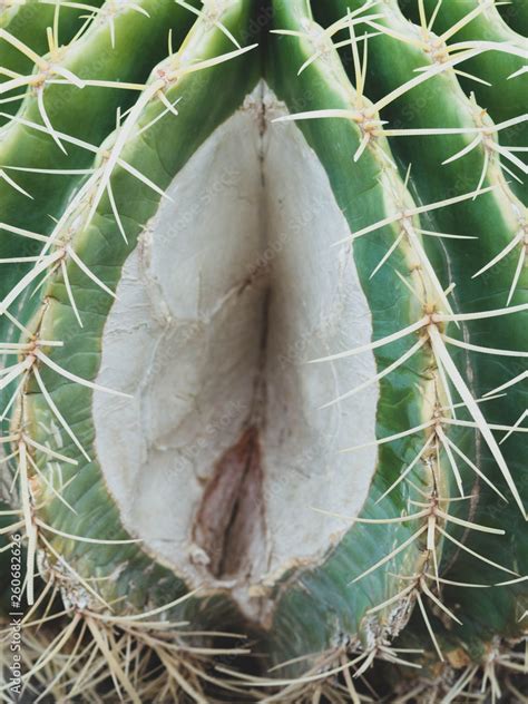 Part Of Cactus Abstract Female Vagina Gynecology And Medicine For Women Female Genitals