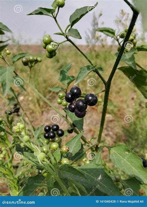 Huckleberry Plant with Edible Fruit Stock Photo - Image of eating ...