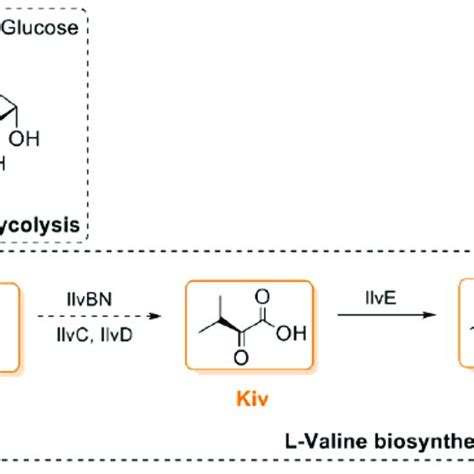 (A) Chemical structure of valinomycin and (B) valinomycin acts as a ...