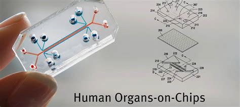 Organ On A Chip Technology Eureka Blog