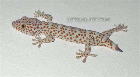 Tokay Lizard Of Thailand Pattaya Unlimited