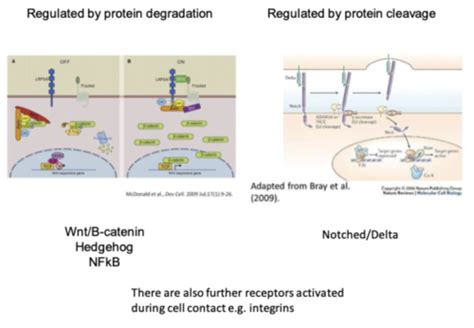 L03 Cell Signalling II Enzyme Linked Receptors Flashcards Quizlet