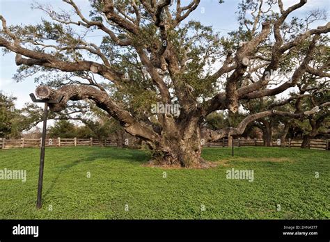 Goose Island State Park The Big Tree Hi Res Stock Photography And