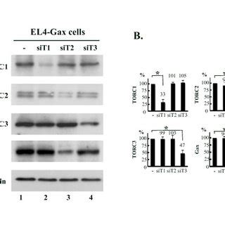 Effect Of The Knock Down Of Torc Genes On The Expression Of Gax In