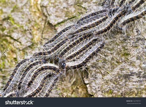 Oak Processionary Thaumetopoea Processionea Caterpillars On Stock Photo