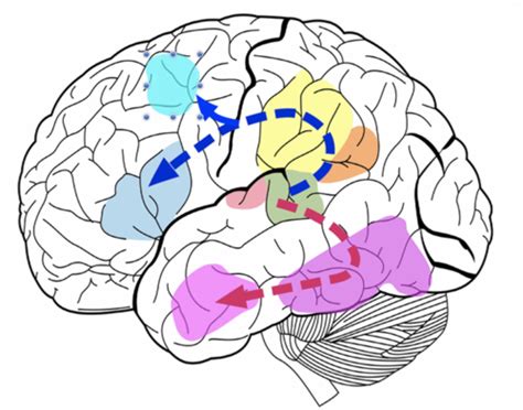 Auditory Pathway Flashcards Quizlet