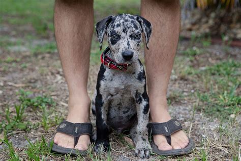 Louisiana Catahoula Leopard Dog Info, Temperament, Puppies, Pictures