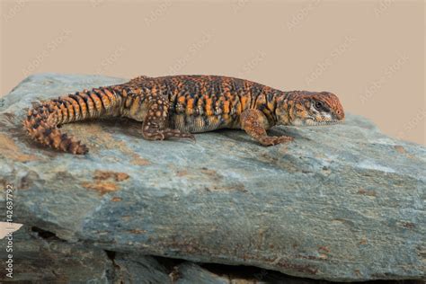 Saharan Spiny Tailed Lizard Uromastyx Geyri Uromastyx Geyri Lizard