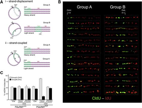 Single Molecule Analysis Of Mtdna Replication Uncovers The Basis Of The