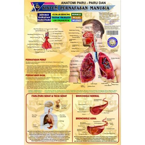 Jual Poster Anatomi Paru Shopee Indonesia