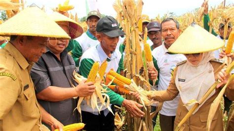 Potensi Penyangga IKN Nusantara Berau Andalkan Jagung Jadi Komoditi