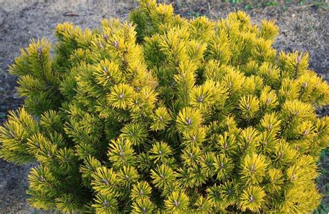 Pin De Montagnes Laarheide Jardin Scullion