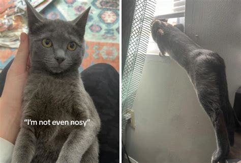 45 Owners Share Hilarious Photos Of Their Pets Being Nosy | Bored Panda