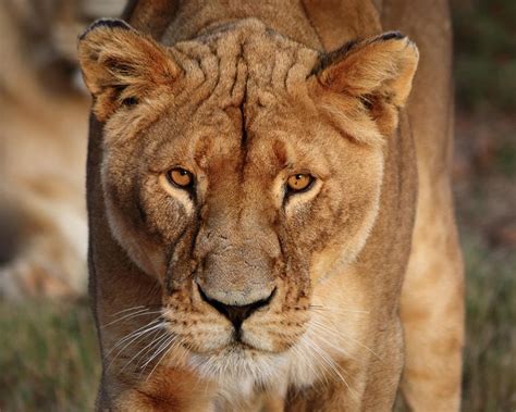 Female African Lions