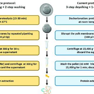 Schematic Representation Of Major Differences Between The Reference