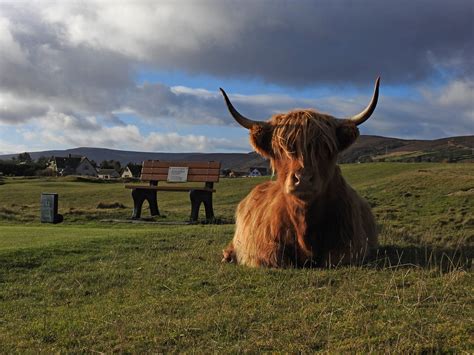 Highland Cow On Brora Golf Course Sandy Sutherland Flickr