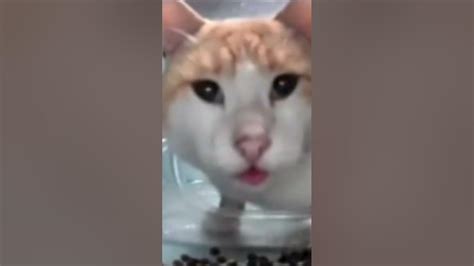 Cat Eating Then Looks At Camera Youtube