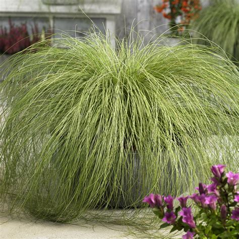 Carex Seeds Frosted Curls Ornamental Grass Seed