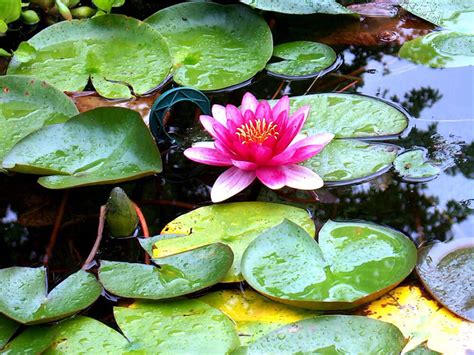 Aquatic Plants - Natural Pools