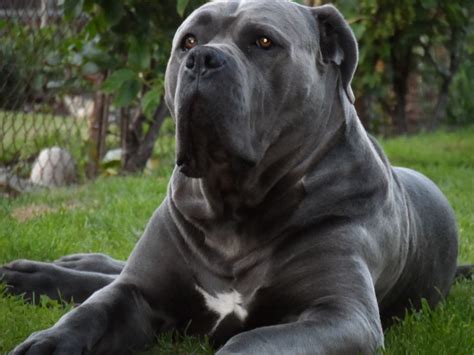 Blue Cane Corso for Stud Proven | Bridgwater, Somerset | Pets4Homes